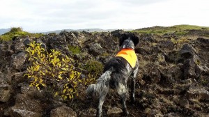 Bretonar við leik og störf árið 2016